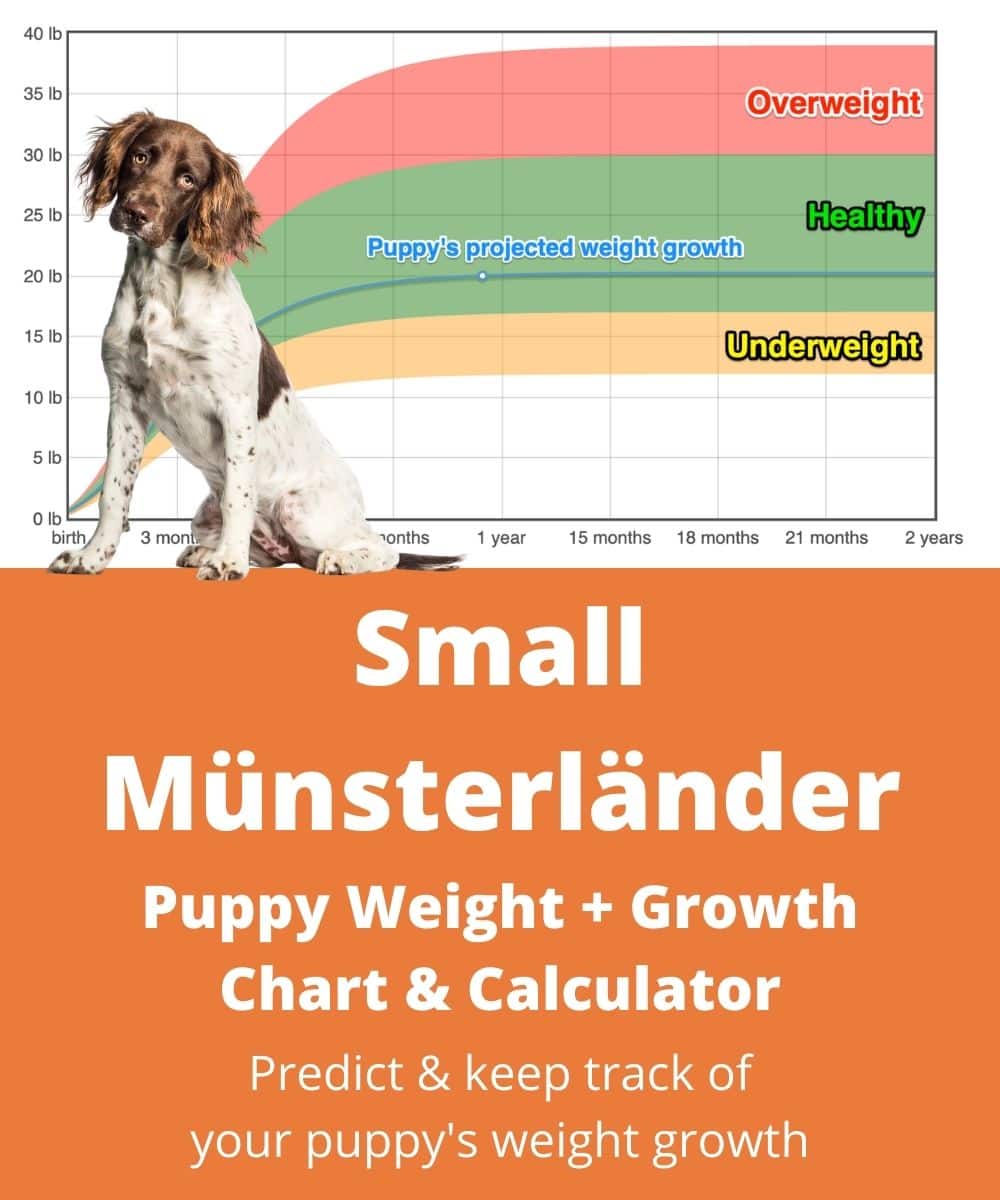small-munsterlander Puppy Weight Growth Chart small-munsterlander Puppy Weight Growth Chart